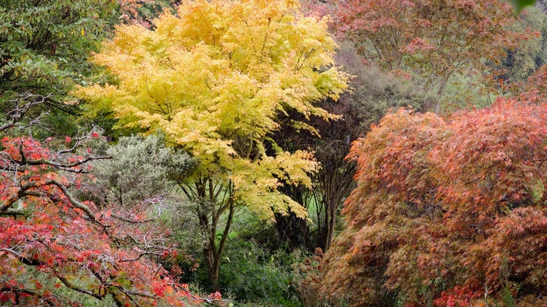 Red, yellow and orange leaves on trees in autumn.